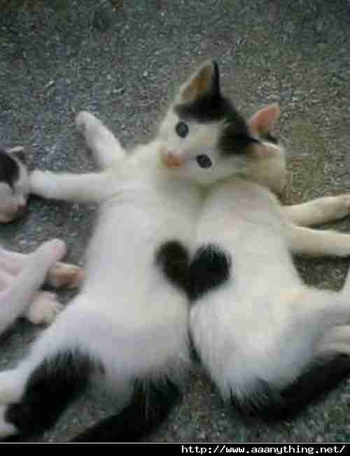 http://www.aaanything.net/wp-content/gallery/cute-animals/thumbs/thumbs_cute_cats_together_forming_a_heart.jpg