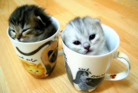 http://my10online.com/wp-content/uploads/2011/09/Kittens-In-some-cups-animal-humor-45323_450_302.jpg